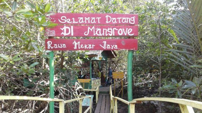 Baru Di Siak, Hutan Mangrove Tarik Wisatawan