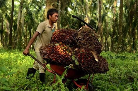 Harga Buah Sawit Riau Mengalami Kenaikan 