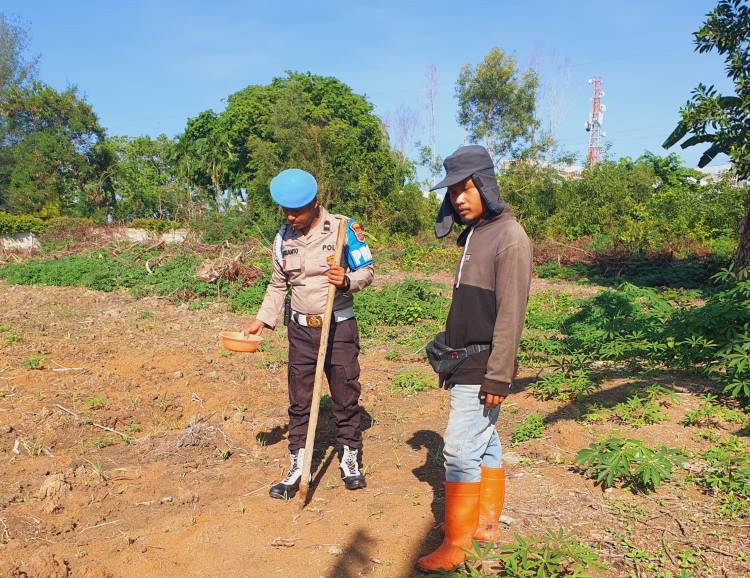 Kapolsek KSKP Dumai Turun ke Lahan, Pastikan Pertumbuhan Jagung Optimal
